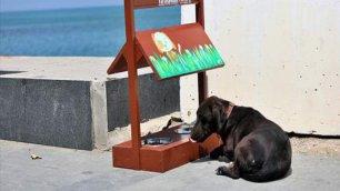 OLD BLACKBOARDS WERE TRANSFORMED INTO FOOD STANDS FOR STREET ANIMALS